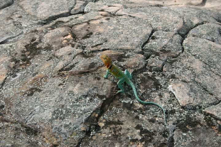 Collared Lizard